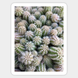 Tiny cactus Sticker
